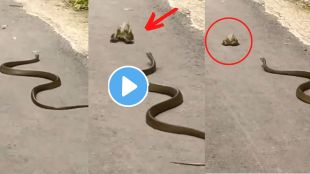 Snake attack frog video viral