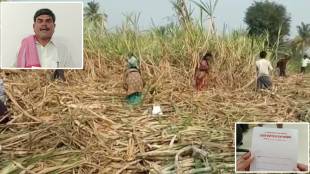 Sugercane farmer beed