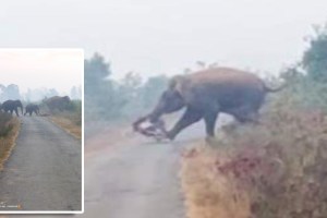 The elephant trampled the bike under its feet