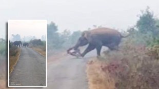 The elephant trampled the bike under its feet