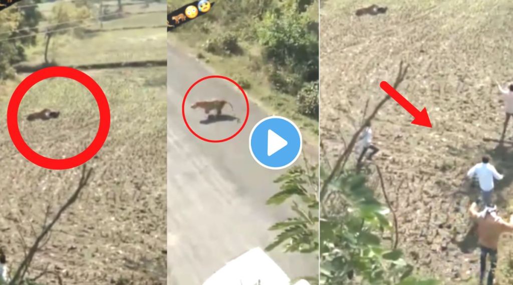 Tiger Attack on farmer viral video on Instagram