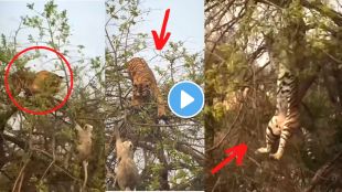 Tiger attack on monkey viral video