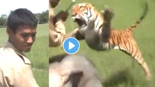 Tiger attack viral video on twitter