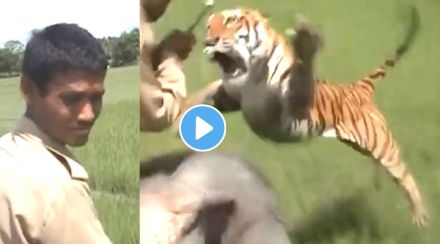 Tiger attack viral video on twitter
