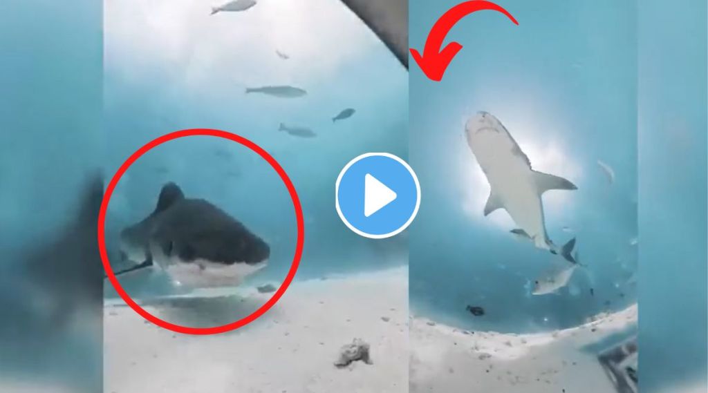 Tiger shark viral video