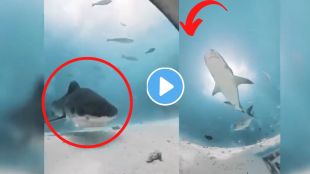 Tiger shark viral video