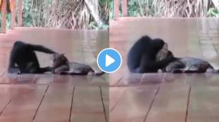 Video Monkey embracing cat goes viral Netizens call it Friendship goals