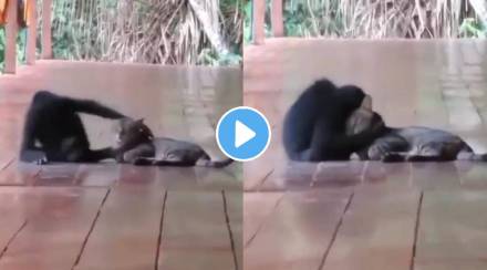 Video Monkey embracing cat goes viral Netizens call it Friendship goals