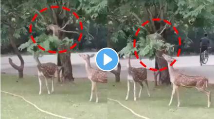Video shared by IFS Officer Susanta Nanda shows Monkey helping deer to eat leaves is now viral