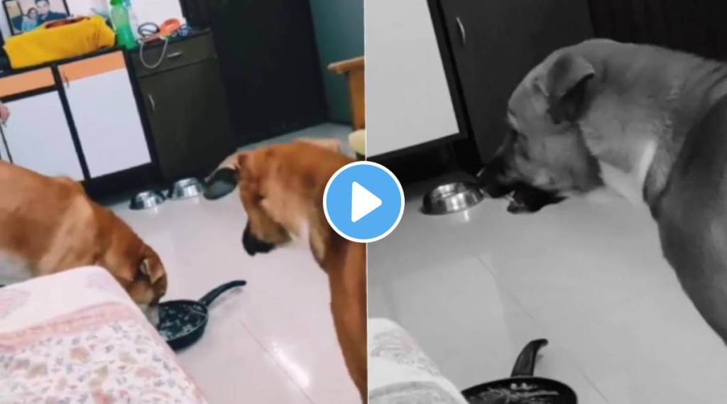 Viral Video Dog makes a fool of his friend to have food given to him internet is impressed by the idea