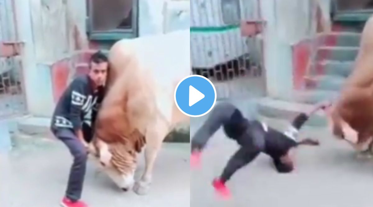 Viral Video bull attack