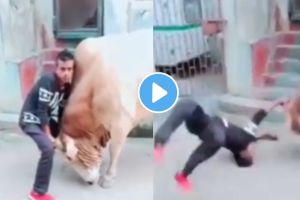 Viral Video bull attack