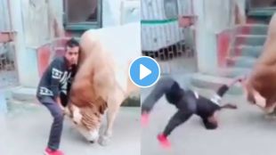 Viral Video bull attack