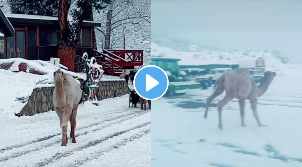 Viral video camel goes in Snowy region for the first time his reaction wins internet