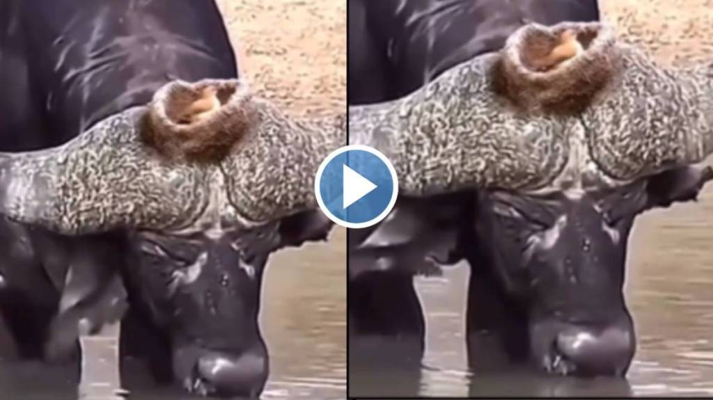 Buffalo and bird viral video