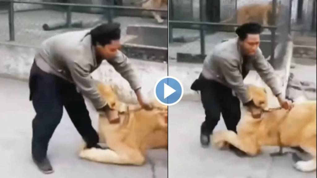 Lion Attack on man