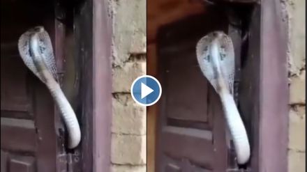 Snake shocked video