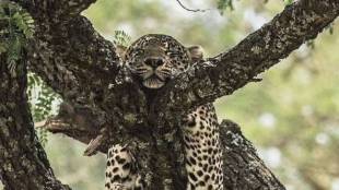 Leopard Viral sleeping photo