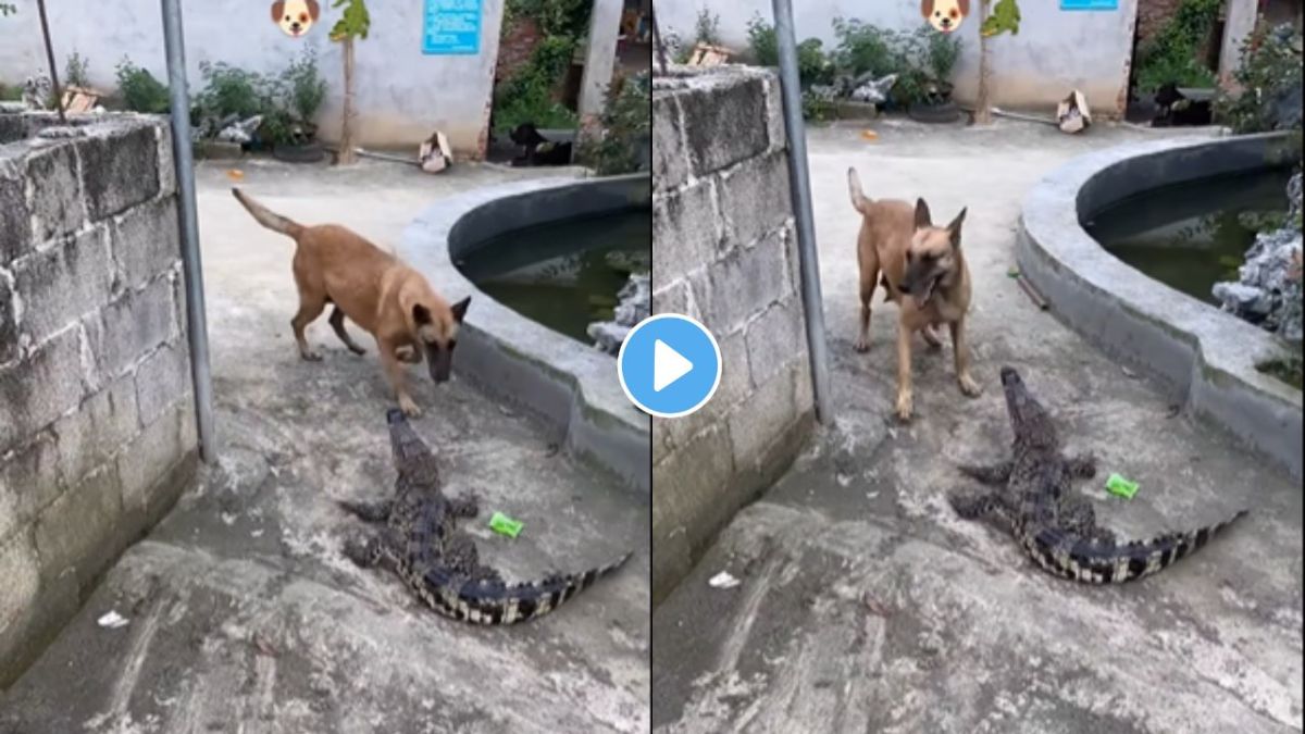 Crocodile and dog fight