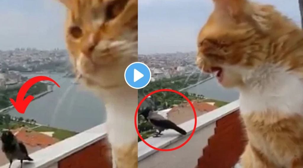 Video: मॅव्ह..मॅव्ह..करत मांजरीने हाक मारली, कावळ्याने दिला भन्नाट प्रतिसाद, व्हिडीओ पाहून हसू आवरणार नाही