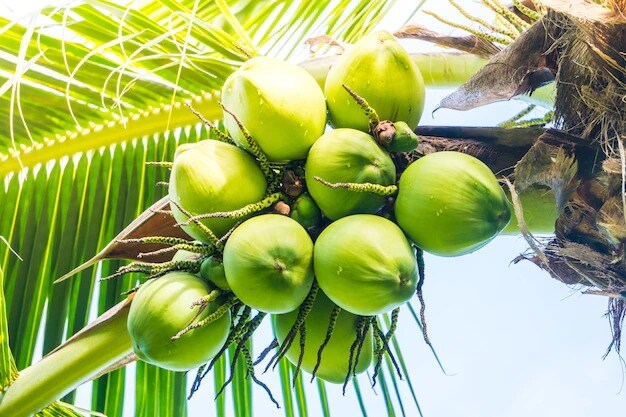 coconut water benefits