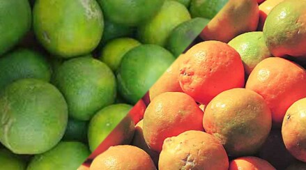 In APMC, Gavathi orange, Mosambi income less
