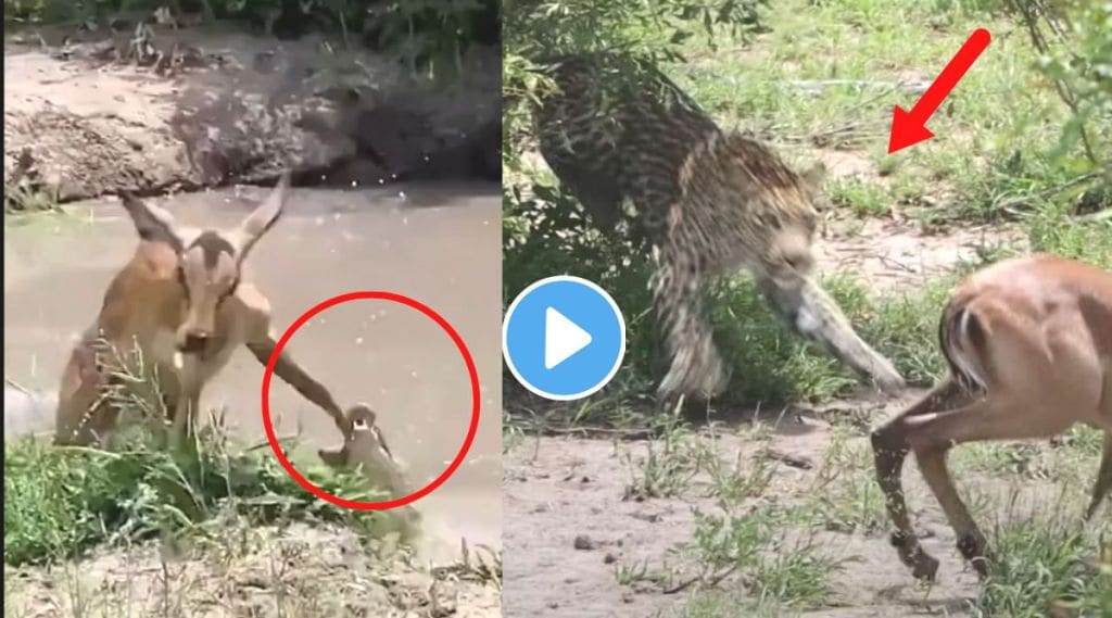 crocodile and leopard attack on deer viral video