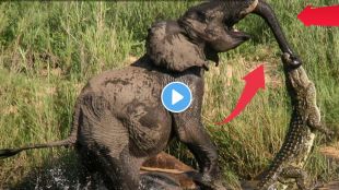 crocodile attack elephant viral video