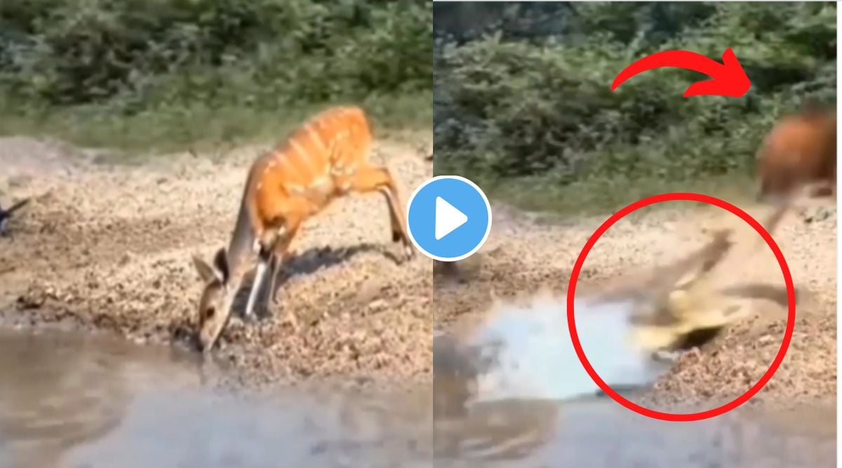 crocodile attacked viral video