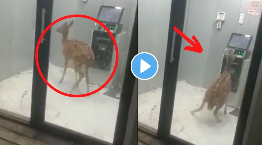 deer stuck in atm viral video