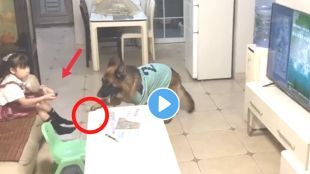 dog and children friendship viral video on twitter