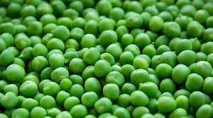 Decline in the price of green peas in the Navi Mumbai wholesale market