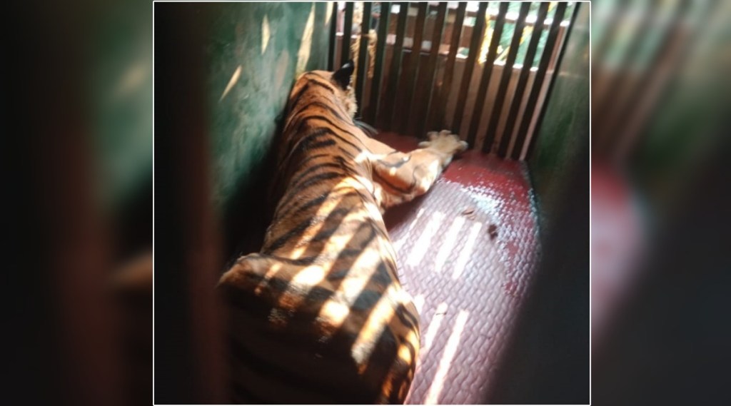 चंद्रपूर: दीड महिन्यात चार जणांचे बळी घेणारा वाघ जेरबंद