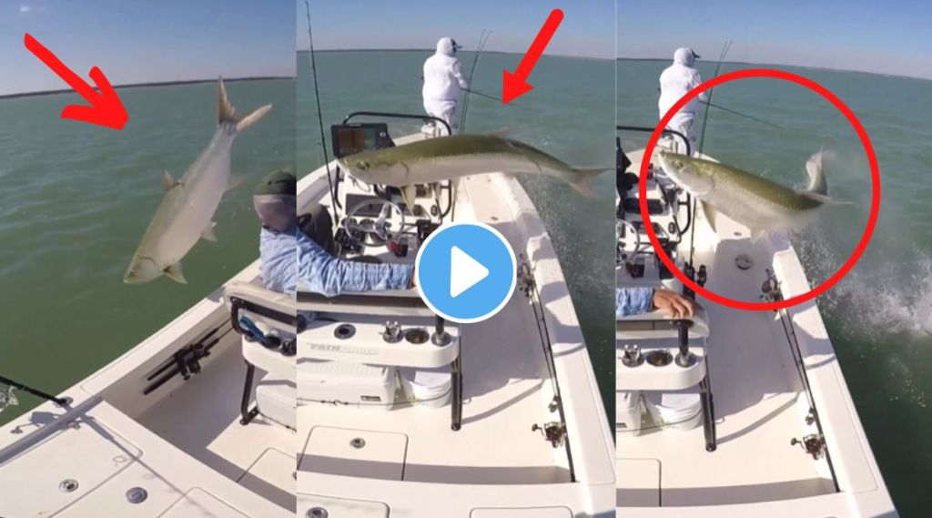 fish jumps over boat viral video