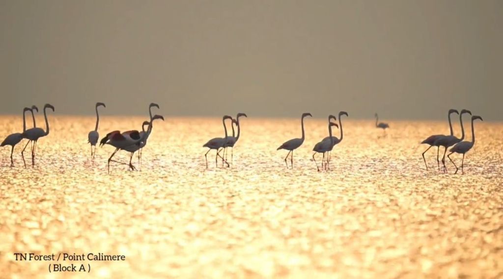 flamingo flock viral video on twitter