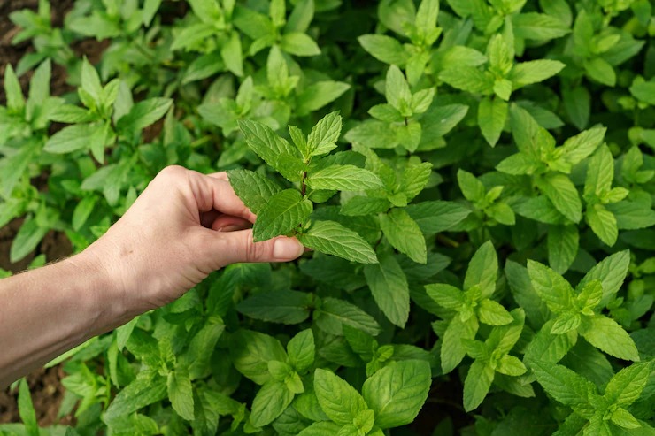 Consume Ayurvedic herbs with ghee