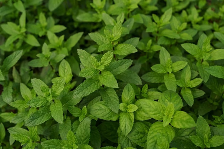 Consume Ayurvedic herbs with ghee