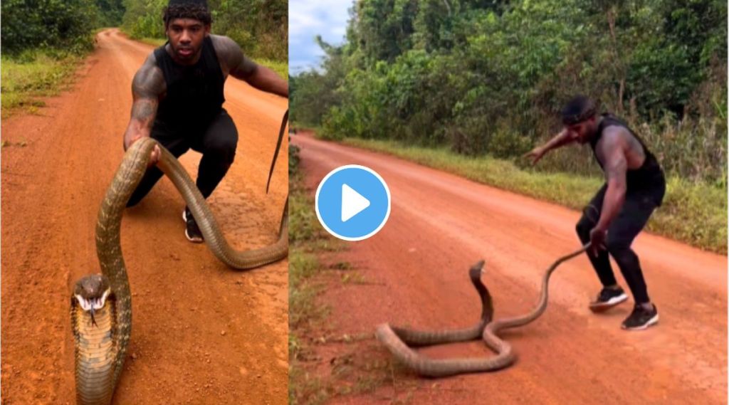 king cobra viral video on Instagram