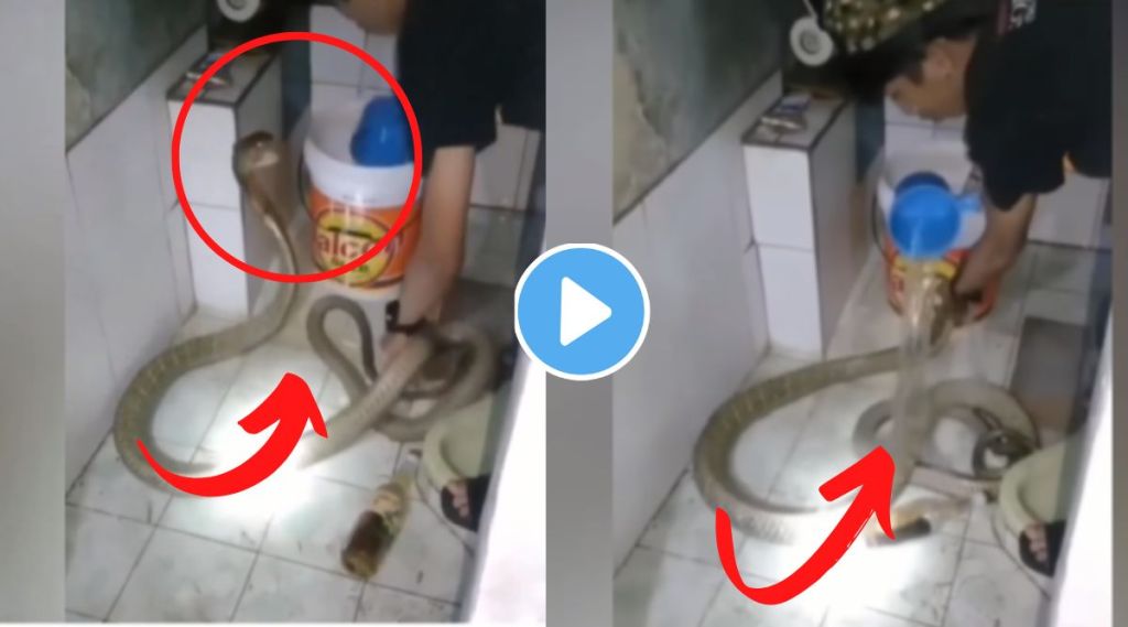 नादच केला पठ्ठ्यानं! चक्क किंग कोब्रालाच घातली आंघोळ, श्वास रोखून धरणारा असा Viral Video यापूर्वी पाहिला नसेल?