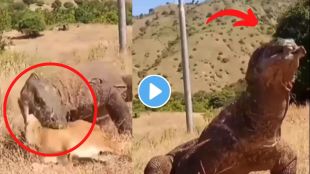 komodo dragon viral video