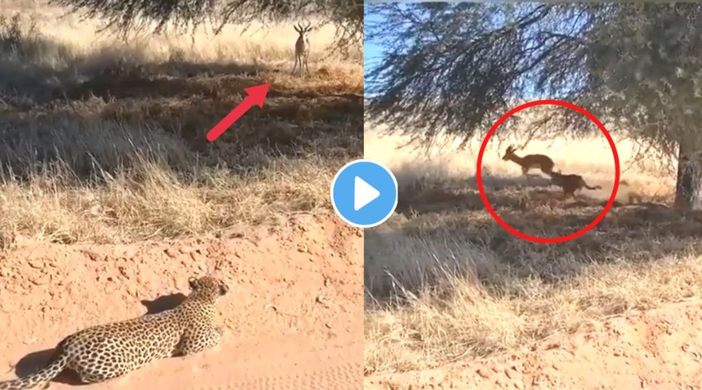 leopard caught deer viral video on internet