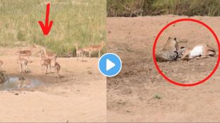 leopard killed deer viral video