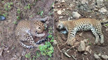 forest department team arrested accused in connection with the death of two leopards