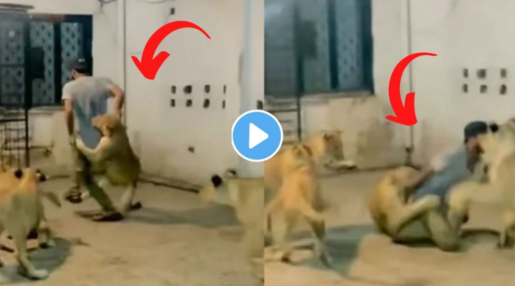 नाद करायचा नाय! ‘कुत्ता समझा क्या’, सिंहांच्या कळपासोबत मस्ती करणाऱ्याला अद्दलच घडली, पाहा अंगावर शहारा आणणारा Viral Video