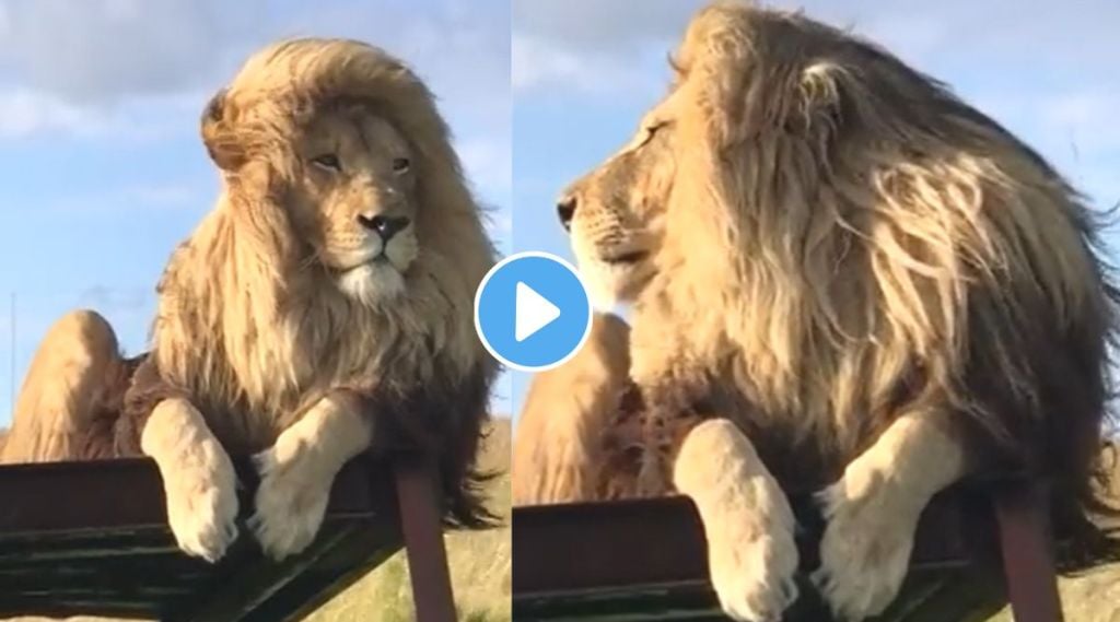 lion silky and shiny hairs viral Video