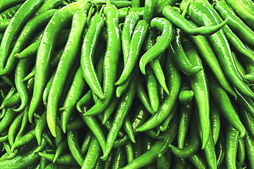 Increase in green chilli price in APMC wholesale market
