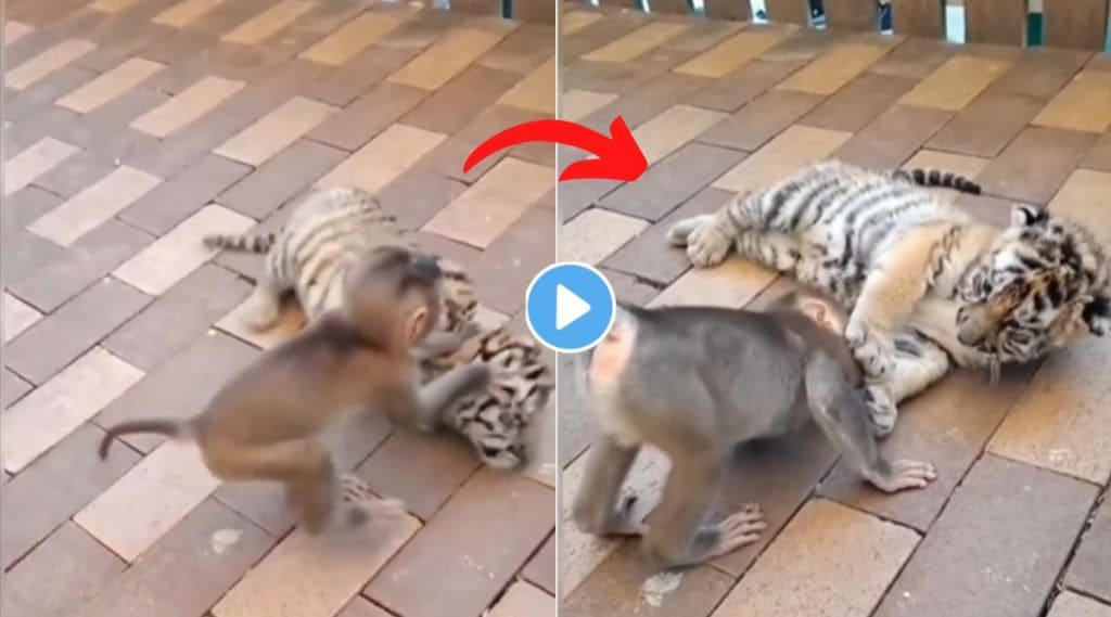 monkey and tiger video viral