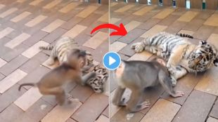 monkey and tiger video viral