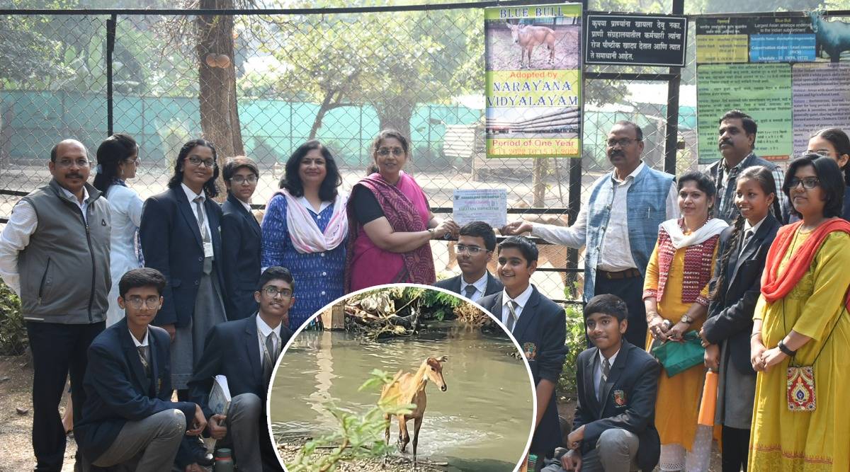 nilgai for student study wildlife