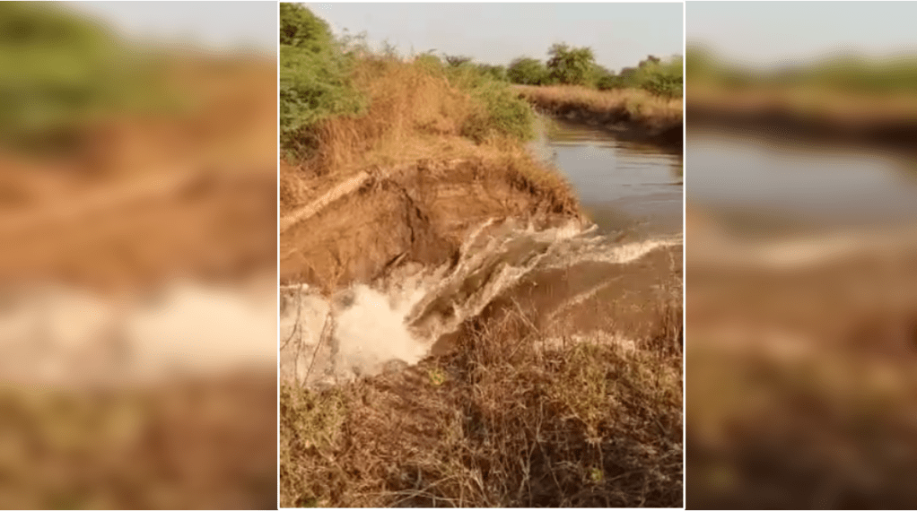 damage-crop-due-infiltration-patchari-water-field In Dharangaon Taluka in Jalgaon
